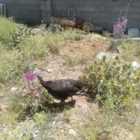 فروش 5 عدد بوقلمون
