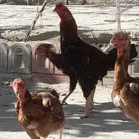 مرغ وخروس لاری