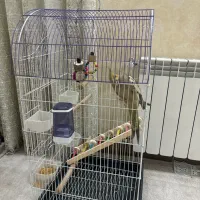 عروس هلندی|حیوانات|دوگنبدان, |دیوار