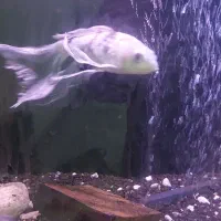 سه عدد ماهی کوی باله بلند 30سانتی