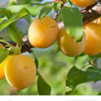 الو بخارا درحه یک و دو و یه