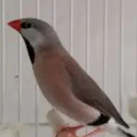 نرگسی شکلاتی ۸۵۰ و کرواتی|پرنده|تهران, کوثر|دیوار