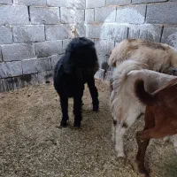 بز و کره|حیوانات مزرعه|یزد, |دیوار