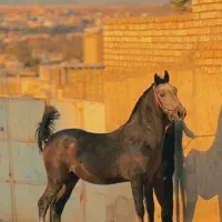 کره نریانی از سهراب خان حاج محمدعلی بابایی