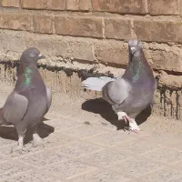 کبوتر پر عتیقه