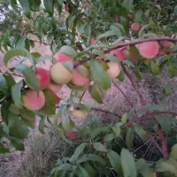 اجاره ۶ هکتار|اجارهٔ دفتر صنعتی، کشاورزی، تجاری|مرند, |دیوار