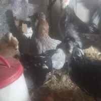 خلنگ خروس گلین