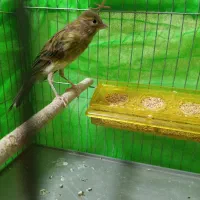 پرنده قناری نر کشیده با تعدادی قفس سهره مفت