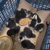 جوجه دورگه لاری