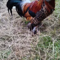 فروش مرغ و خروس سلطان