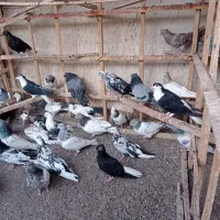 تعدادی کفتر رنگی به شرط بدون عیب جوجه وبالغ|پرنده|میانه, |دیوار