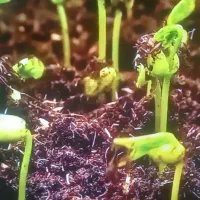 تلویزیون سامسونگ ۵۰اینج فورکیu8000