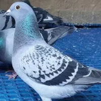کفتر سبز پلاکی