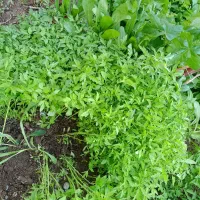 نهال گوجه