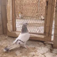 کبوتر ترکیه