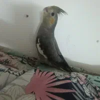 جوجه عروس