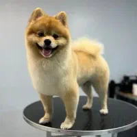 اصلاح کوتاهی مو و شستشوی سگ و گربه