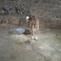 گوسال نر قرمز سیمینتال