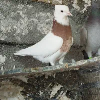 کبوترطوقی|پرنده|کرمانشاه, |دیوار