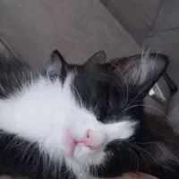 بچه گربه|گربه|پرند, فاز ۵|دیوار