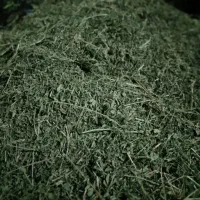 .یونجه سبز گل درجه یک جو محلی