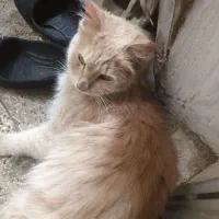 گربه اهلی سلامت