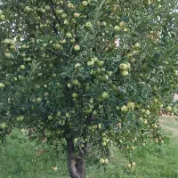 سیب درجه یک سفید وقرمز