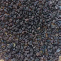 کشمش آفتابی|خوردنی و آشامیدنی|قم, شهدا|دیوار