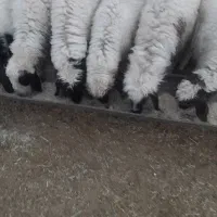 دام