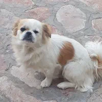 سگ نژاد شیتزو