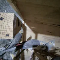 یک جفت عروس هلندی لوتینو|پرنده|برازجان, |دیوار