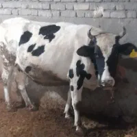 دو راس گاو آبستن و گوساله|حیوانات مزرعه|کنگاور, |دیوار