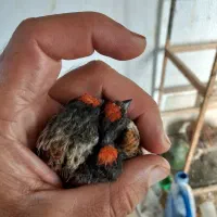 گلبسر|پرنده|سمیرم, |دیوار