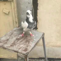 کفتر|پرنده|مشکین‌دشت, |دیوار