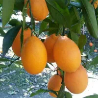 باغچه متراژ مختلف با لوله کشی آب و سیم کشی برق