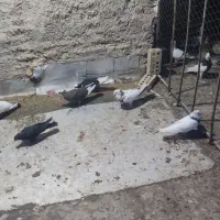 یه دم سرخ و پا بلند کبوتر درجه یک بقیه همه نر