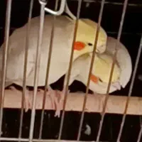 فروش جفت عروس هلندی مولد و مرغ عشق