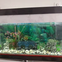 آکواریوم باماهی