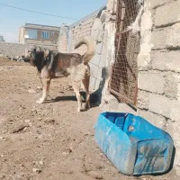 قصاب|سگ|ارومیه, |دیوار
