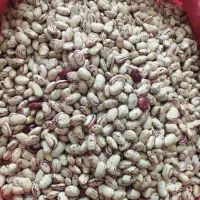 فروش لوبیا چیتی