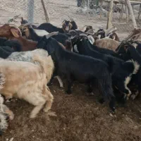 بز و گیسه چاق چاق کشتاری|حیوانات مزرعه|خنج, |دیوار