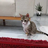 واگذاری گربه