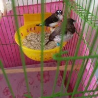 فنچ بنگالی|پرنده|محمدیه-قزوین, |دیوار