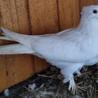 کبوتر طوقی سفید|پرنده|بابل, |دیوار