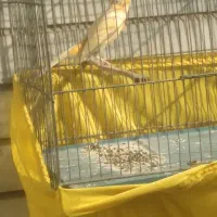 قناری نر مست|پرنده|تهران, اسفندیاری|دیوار