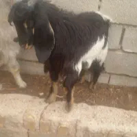 فروش کهره|حیوانات مزرعه|نی‌ریز, |دیوار