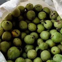 گردوباپوست درهم ودرشت