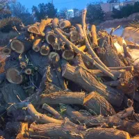 هرس و برش درخت