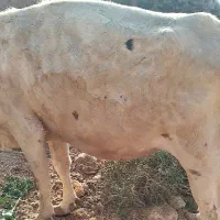 گاو زاییده طبس مسینا|حیوانات مزرعه|درمیان, |دیوار