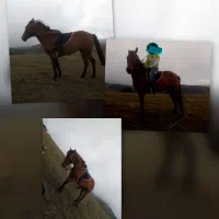 اسب یورقه|اسب و تجهیزات اسب‌سواری|اردبیل, |دیوار